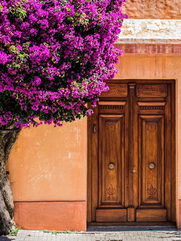Bougainvillea over a carved wooden door in Uruguay