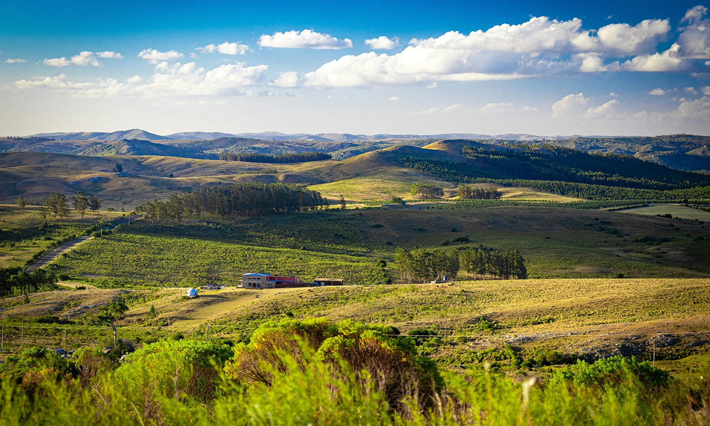 Open countryside and rolling green hills in Uruguay